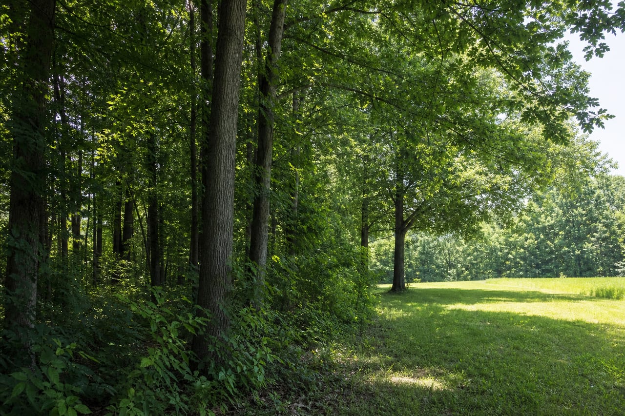 Hardwoods along the property boundary